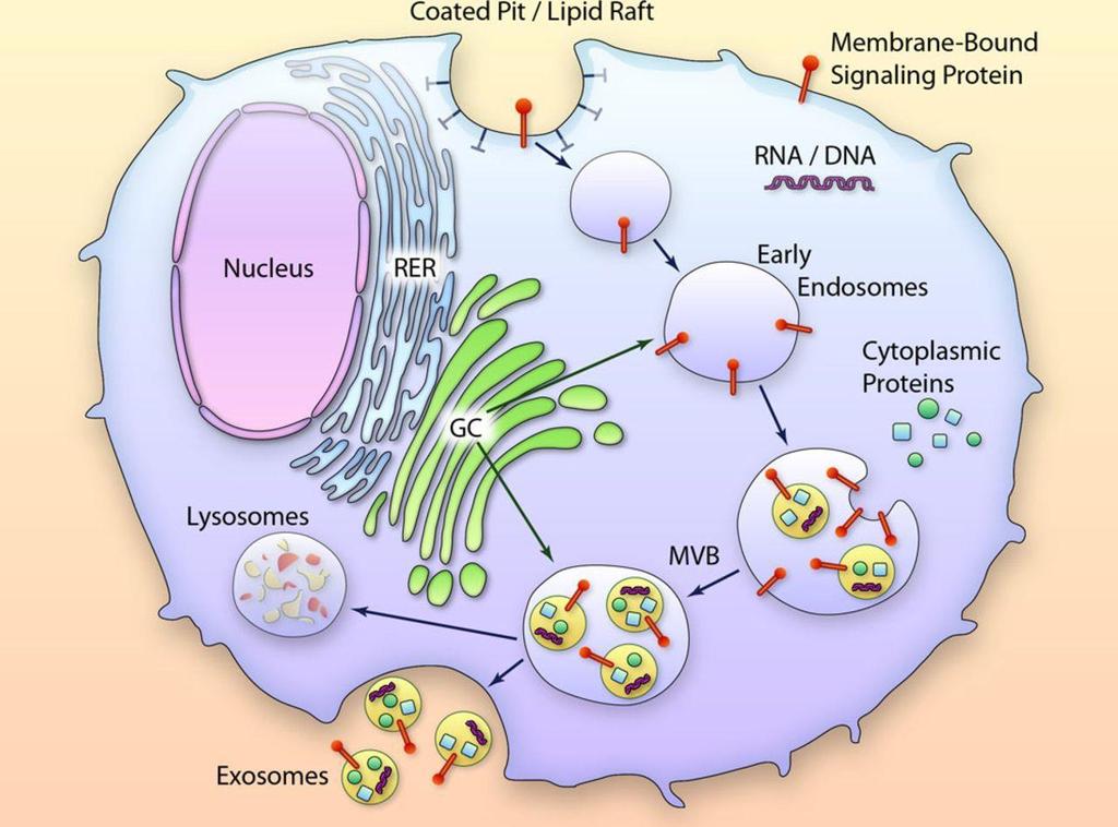Exosome biogenesis Mammalian cells engulf a portion of their plasma membrane forming an endosome multivesicular bodies (MVBs) Once