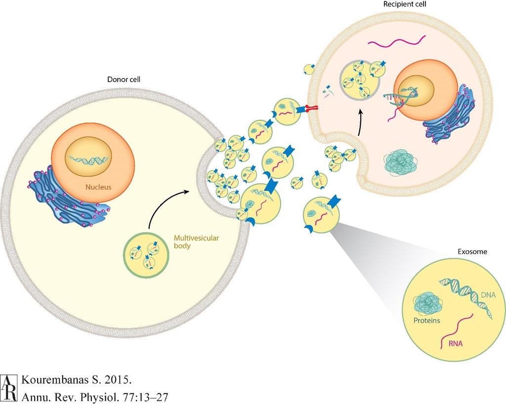 Intracellular uptake of exosomes Endocytosis Membrane