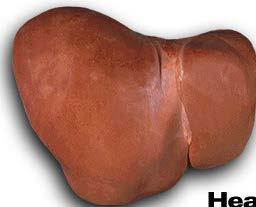 20-40 years Hepatocellular Carcinoma (HCC) Mechanisms and therapeutic targets,
