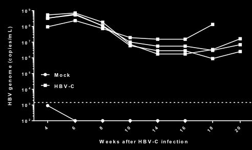 genotype B HBV genotype C HBV