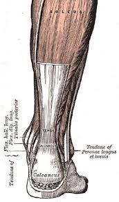 The tendon that connects the posterior calf