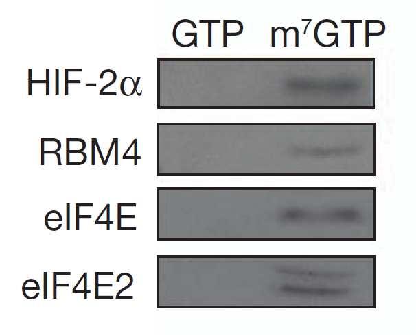 HIF-2a RBM4 recruits the m7-gtp cap by means of an interaction with eif4e2 Capture assays using m7-gtp