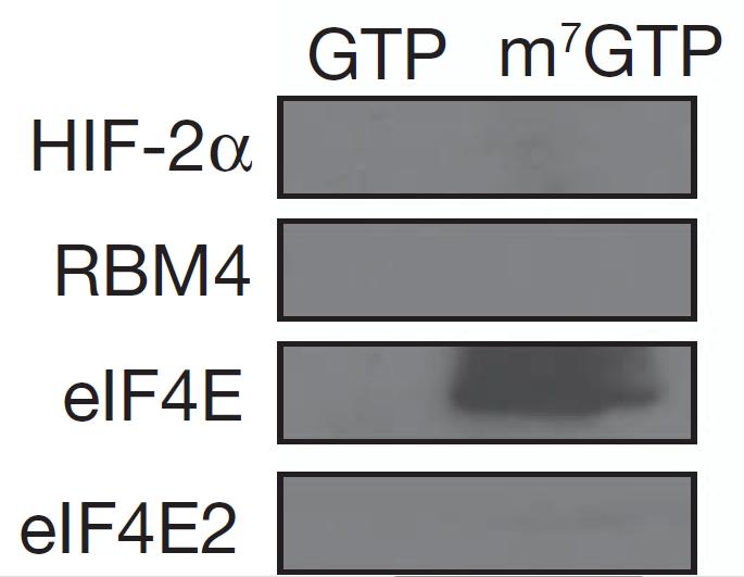 proteins bound to m7- GTP beads after GTP wash hypoxia stimulates the formation of a complex that includes