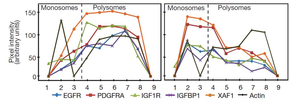 Polysomal distribution of specific mrna in hypoxic cells the HIF-2a RBM4 eif4e2