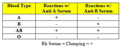 clumps form (agglutination).
