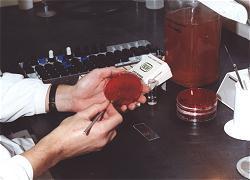 Forensic Serology the examination and analysis of body fluids including: saliva semen urine Blood 1950-1980 s, forensic serology = most