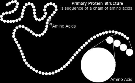 Proteins Primary Structure Amino acids (20 different