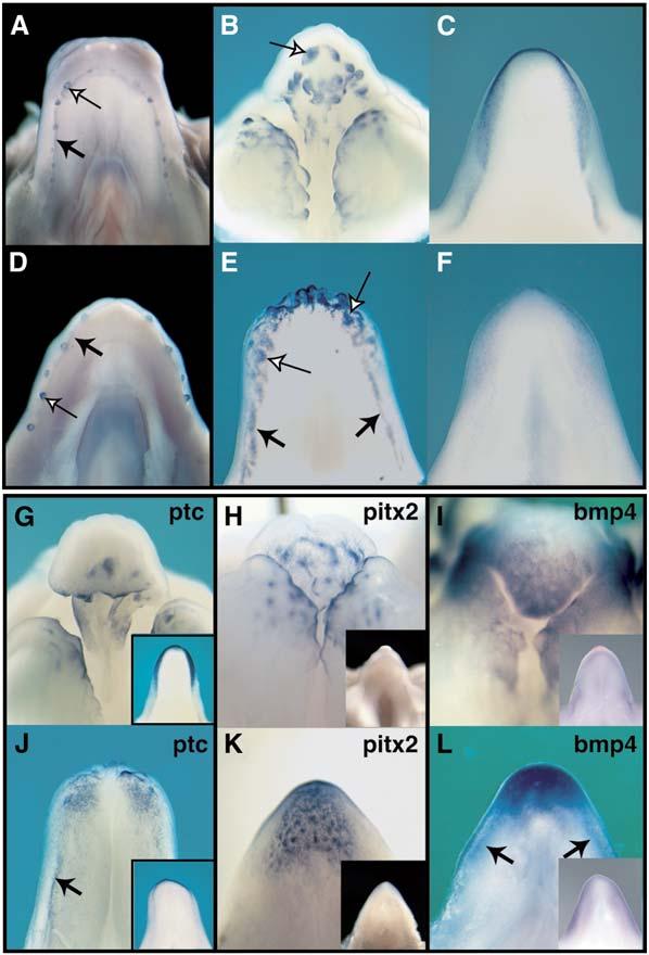 Avian Tooth Development 373 show evidence of matrix deposition (Figures 1K 1N; see also [15]).