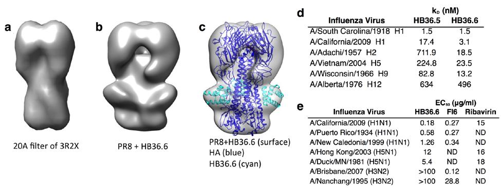 enhanced survival and lessened weight change in mice challenged with a lethal dose of influenza virus better than either antiviral treatment alone [6]. Figure 1. Characterization of HB36.6. (A) HA protein of A/South Carolina/1/1918 (H1N1).