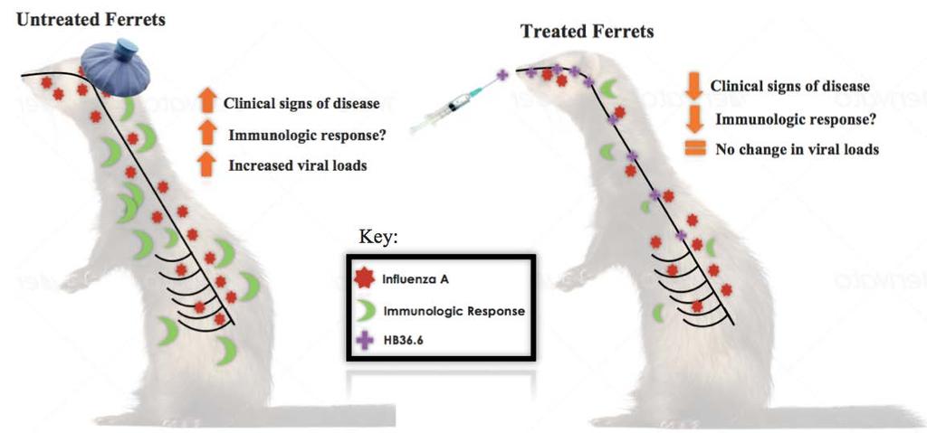 Figure 13. Proposed model for treatment with low dose HB36.6 after aerosol exposure to influenza virus A/California/07/09. We assume that this ferret model mimics what will happen in human trials.