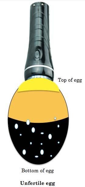 1. Candle the eggs everyday starting at D8. Mark with a pencil the air sac and main veins. a. Good egg: Observe embryo movement and see intact bl