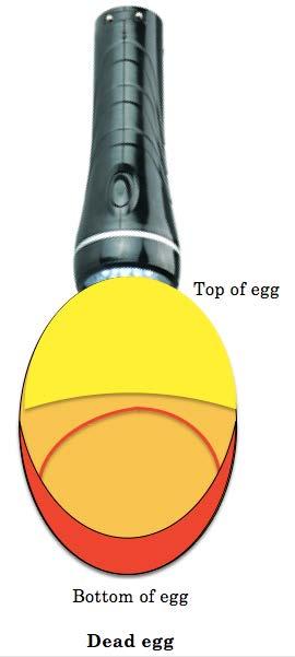 Inoculation of Influenza virus in embryonated eggs (usually use D11 eggs because has given best quality of fluid in the past: high volume of clear liquid). a.