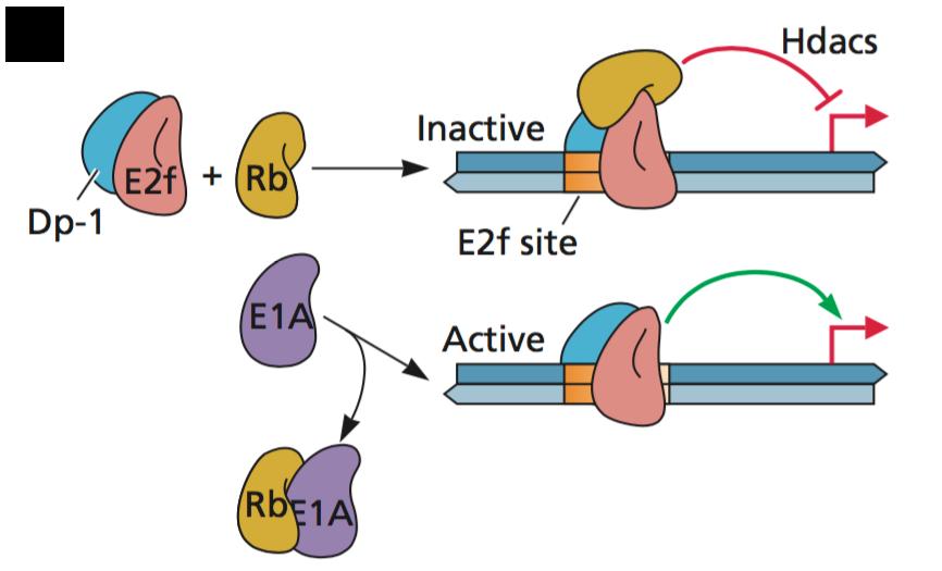 Stimulation of transcription by Ad E1A proteins Histone deacetylases