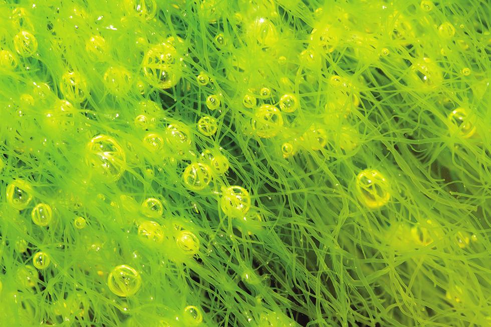 p9 INTRODUCING pure A sustainable, vegan friendly algae