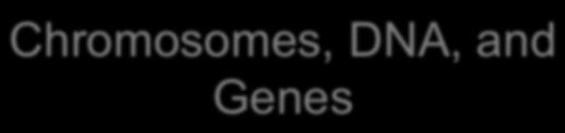 Chromosomes, DNA, and Genes Gene Nucleus Cell Chromosomes
