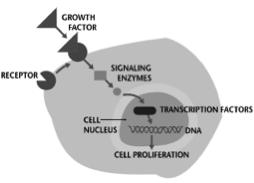 When and How are New Cells Made?