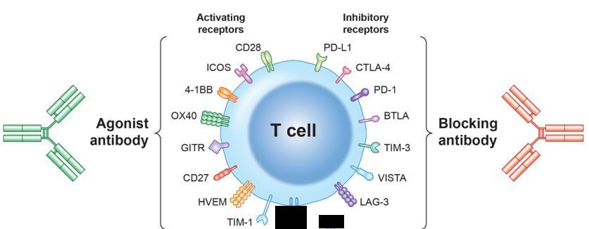 T Cell-Modulating Antibodies For Cancer Immunotherapy Multiple therapies have been developed, or are in development, that