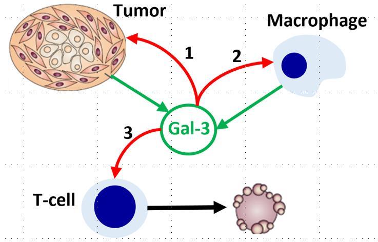 Galectin-3 and Cancer Gal-3 effects on cancer cells, macrophages and T-cells in the tumor microenvironment Gal-3 is produced by both tumor cells and macrophages and has multiple effects, including