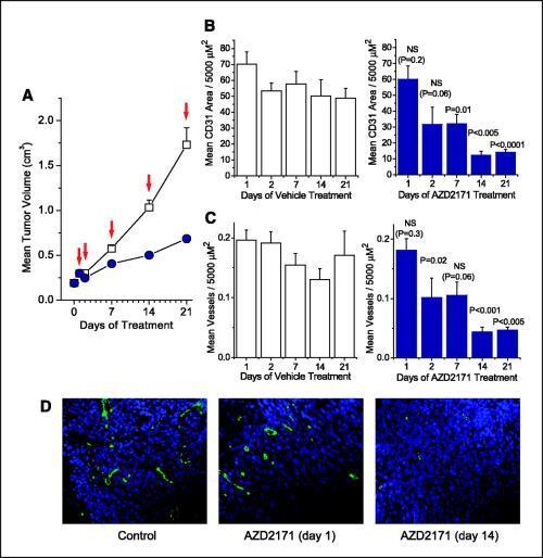 AZD2171 causes vascular regression in Calu-6 lung tumor xenografts.