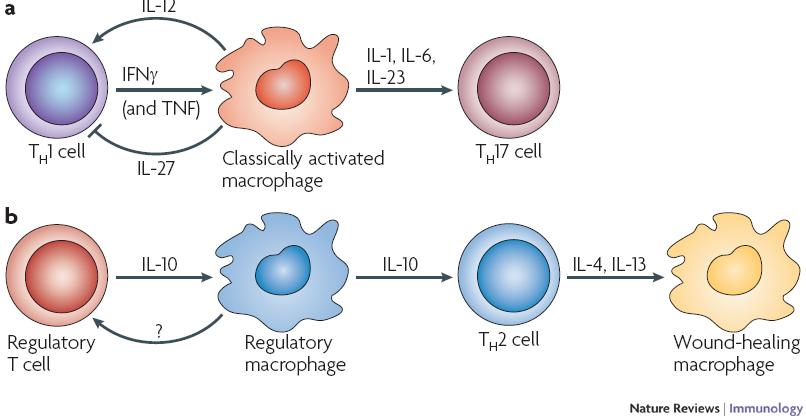 Activated macrophages: additional functions: link