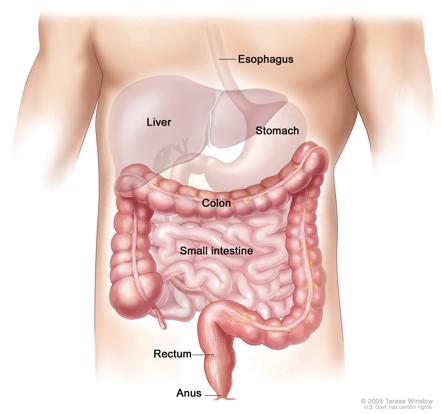 The Large intestine serves as a holding talk for waste where