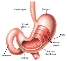 The Stomach mixes food with stomach acids Your stomach must be acidic hypochlorhidria hcl helps to denature proteins converts pepsin to pepsinogen sterilizes the stomach contents serves as a storage