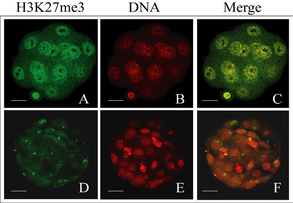 H3K27me3 is regulated by mouse Oct4 and Sox2 10125 Figure 1. Trimethylation of lysine 27 on histone 3 (H3K27me3) in morulae and blastocysts of in vivo mouse embryos.