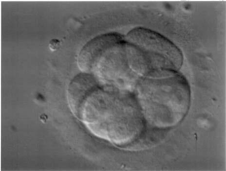 Embryo grown
