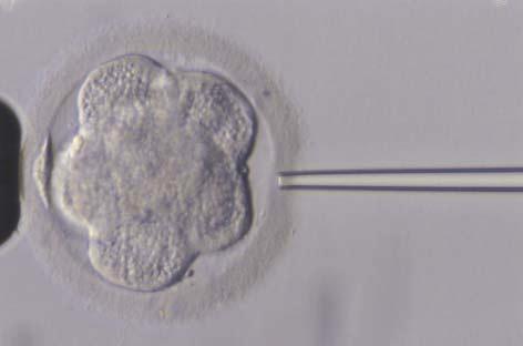 Embryo grown in AA