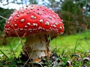 Psilocybin (Mushrooms) Short term effects: hallucinogenic trips that can set in 20-90 minutes after consumption which can last up to 12 hours seeing sound or hearing colors.