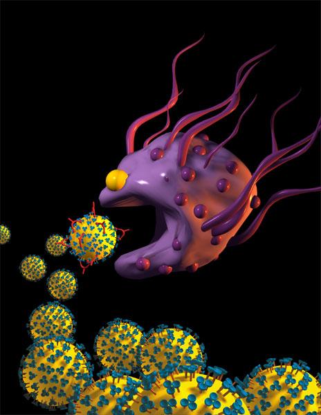 Macrophage attacks HIV A macrophage is preparing to consume an HIV.