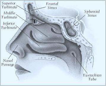 Nose and throat The nasal turbinates are shelf-like structures in the nasal cavity (which begins where the inside of your