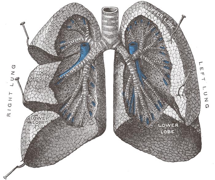 The Human Lung Gray s Anatomy FIG. 962 Bronchi and bronchioles.