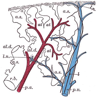 Alveoli Gray s Anatomy Alveoli Terminal Bronchiole FIG. 975 Schematic longitudinal section of a primary lobule of the lung (anatomical unit); r. b.