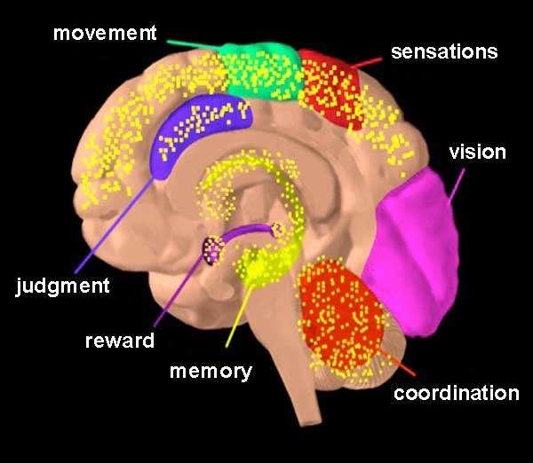 Marijuana Effects on the Brain Neocortex Prefrontal cortex Judgement and reward Cognitive function and integration of sensory information Hypothalamus Appetite,