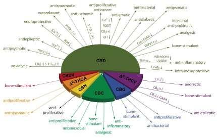 CB1 receptors are found primarily in the Central Nervous System (CNS), as well as the lung, liver and kidneys CB2 receptors are expressed mainly on T cells of the immune system Medicinal Marijuana 36