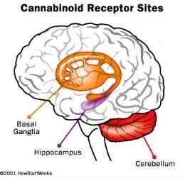 History of Cannabis 15 1990 Researchers at NIH discover cannabinoid receptor system.