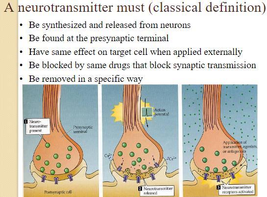 Neurotransmitters are blocked by some drugs that bind to the same receptor, Blockers inactivate the action. Classical NT can be removed by specific ways: Diffusion, Enzymes, and Uptake.