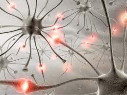 synapse is where two neurons communicate electrically or chemically.