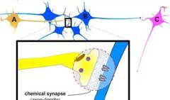 neurotransmitters are released. At an electrical synapse, two neurons are physically connected to one another via gap junctions.