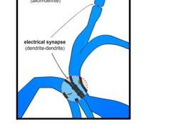 Chemical synapses are far more common than the electrical ones.