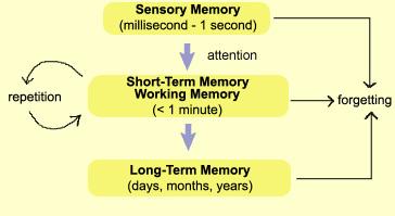 Studies have shown that attention significantly affects memory during the encoding phase, but