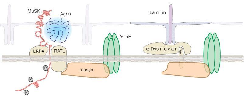 Receptor Clustering at the Neuromuscular Junction Low density lipoprotein receptor-related protein 4 (LRP4) in the muscle binds Agrin and recruits it to Musk. Rapsyn anchors the AChR and dystroglycan.