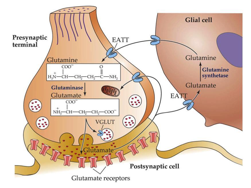 Glutamate metabolism - Glutamine is converted into glutamate via glutaminase - Excitatory Amino Acid Transporters (EATT in image) transport glutamate into the glial cell and glutamine back