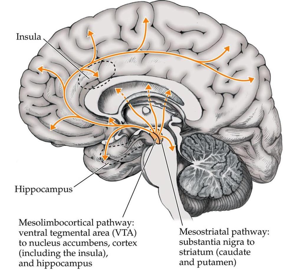 Dopamine The Motivation and Addiction Neuromodulator Areas of action Limbic System: feelings of pleasure and reinforcement of behaviours Caudate head: decision making and goal orientated behaviour