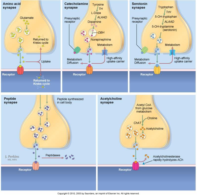 Neurotransmission and metabolism Each neurotransmitter binds to a different receptor type that has an affinity for that ligand.