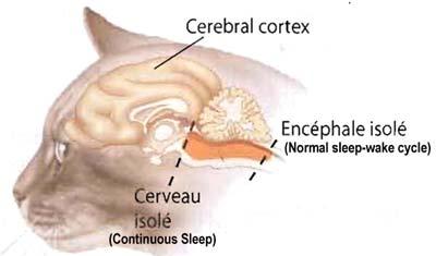 wake are controlled by different parts of the brain 2.