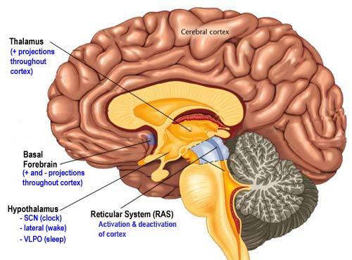 However, our understanding of the CNS mechanisms responsible for Wake, NREM and REM has been growing so quickly that by the time you read this, some of the material in the following section may be