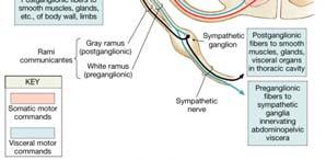 preganglionic sympathetic axon: 1) synapse in same chain
