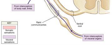 sensory neurons in the dorsal root ganglion Dorsal root